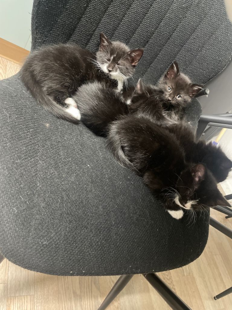 Kittens 