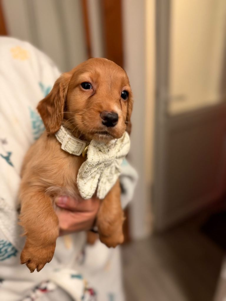 Cocker Spaniel puppies READY TO LEAVE