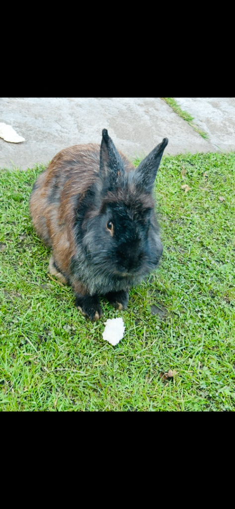 Rabbit male 