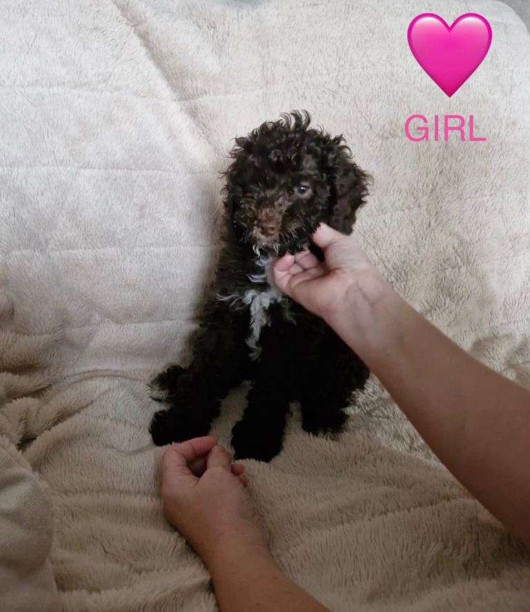 Cockapoo puppies