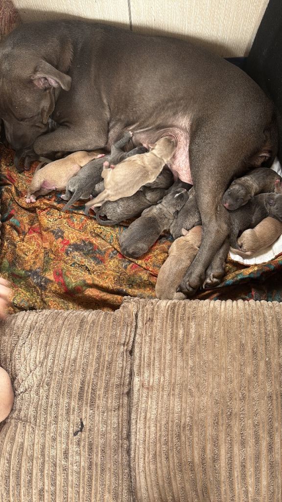 Blue Staffordshire bull terrier puppies for sale 