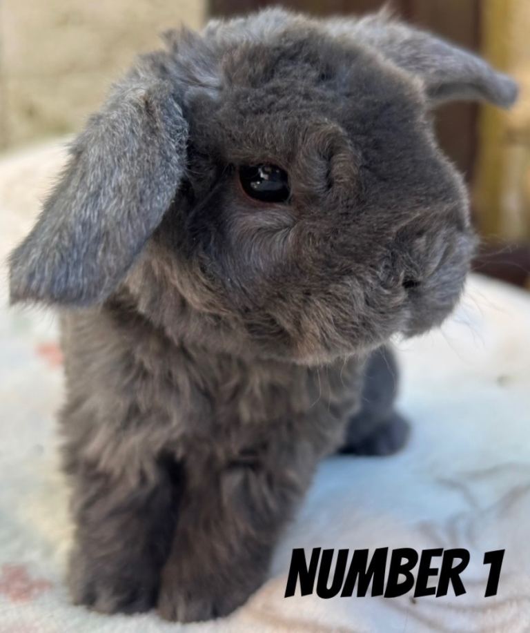 Hypoallergenic - Mini Plush Lops
