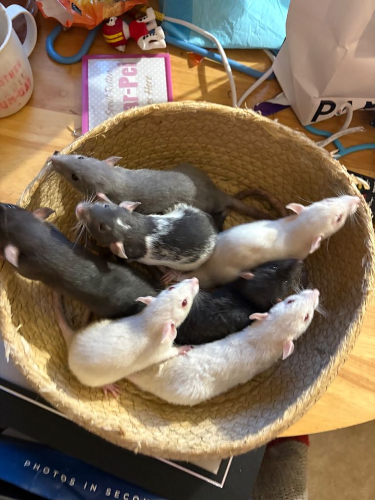 Fancy dumbo rats 