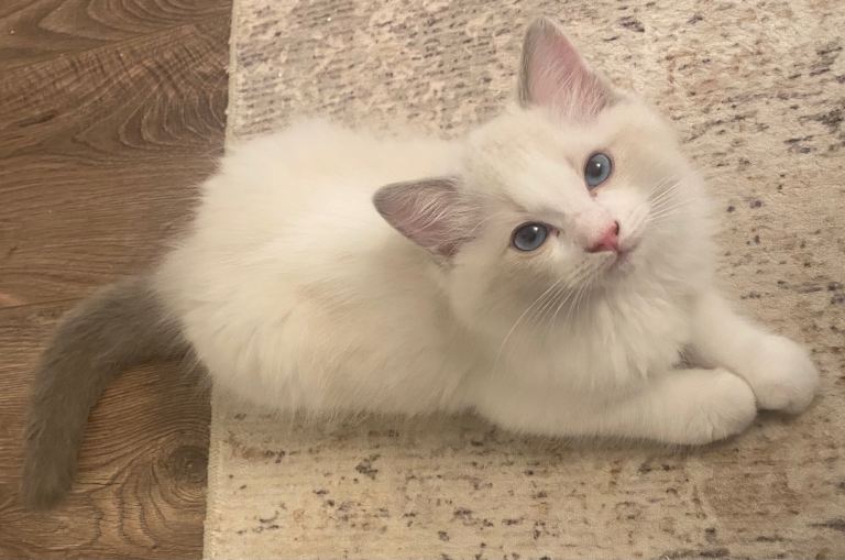 Male blue point bicolour ragdoll kittens