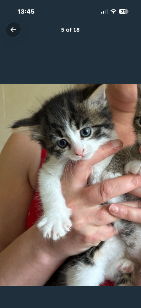 tabby and white kitten