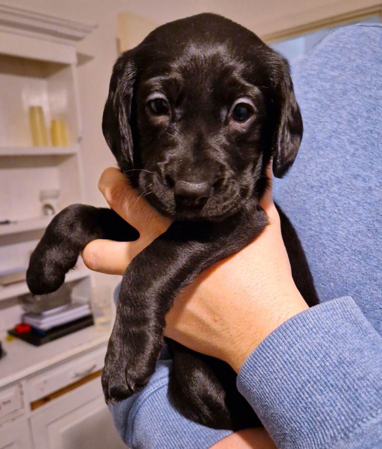 Currently 5 week old. Beautiful female cocker spaniel x Labrador (Cockador)