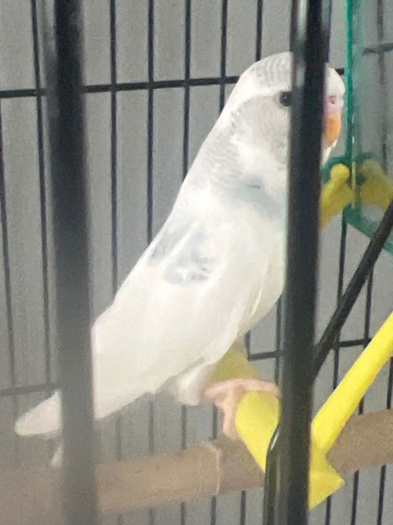 Budgie few month old 