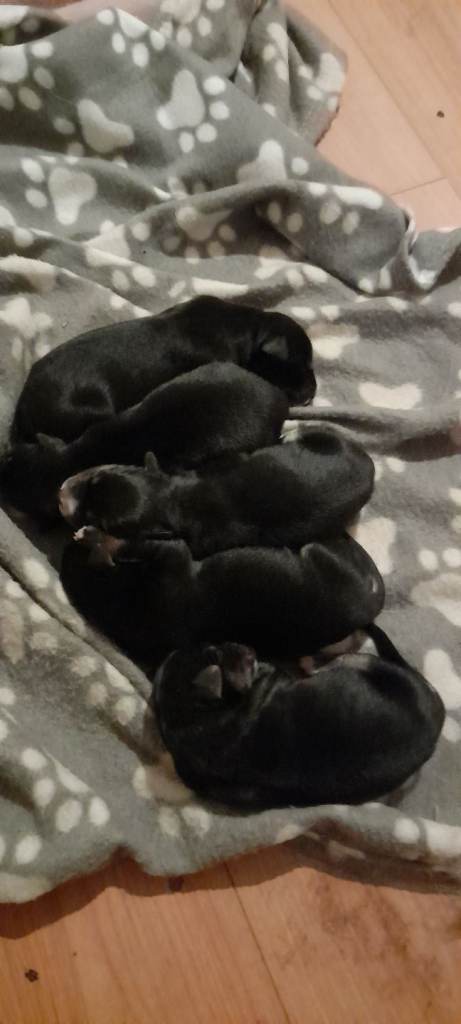 Husky German Shepherd x Bearded Collie Labrador Puppies
