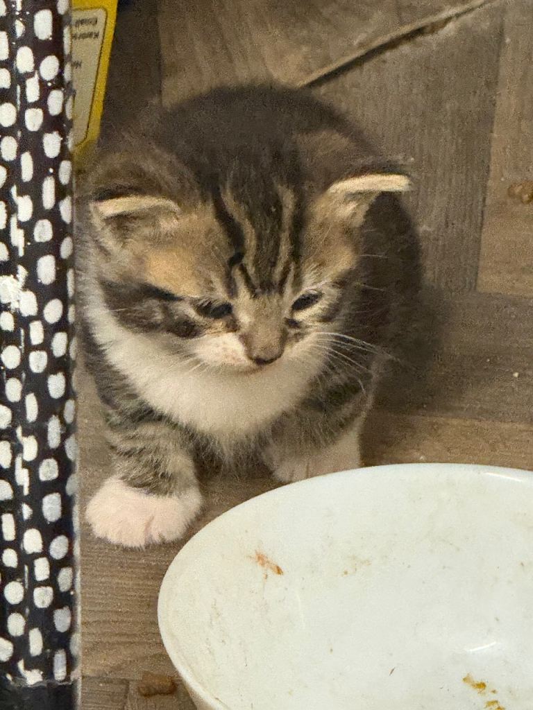 2 kittens ready to go