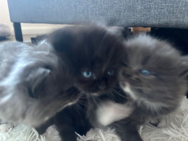 half norwegian kittens 
