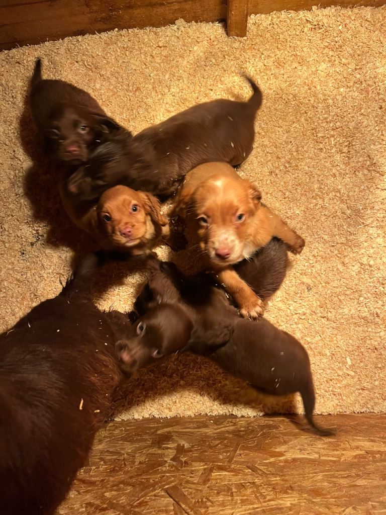Six beautiful cocker spaniel puppy's 💗💙