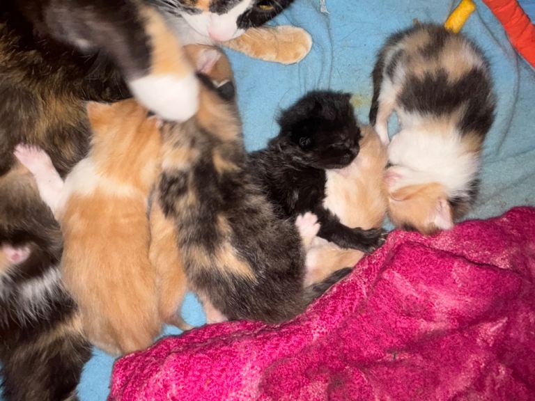 Kittens 