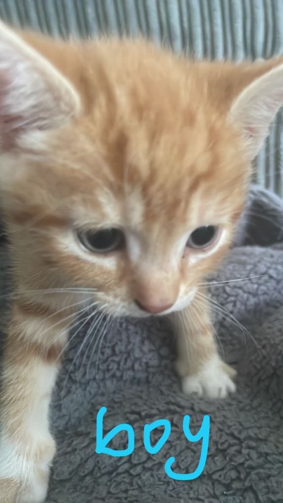 Ready to be rehomed kittens