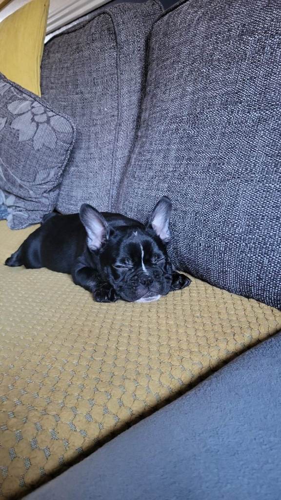 French/English bulldog puppie