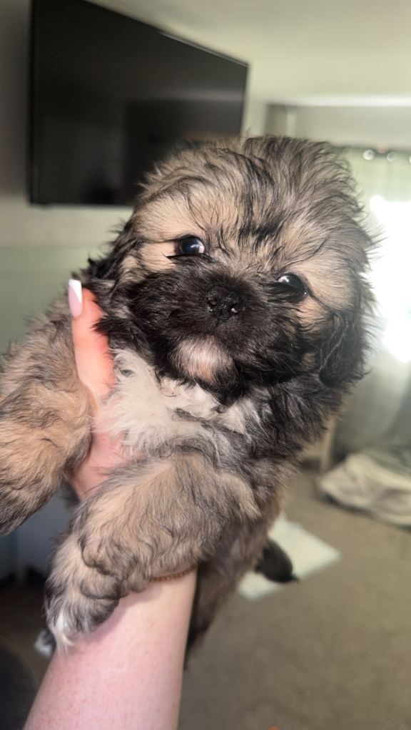 Lhasa apso cross shih tzu puppies 🐶