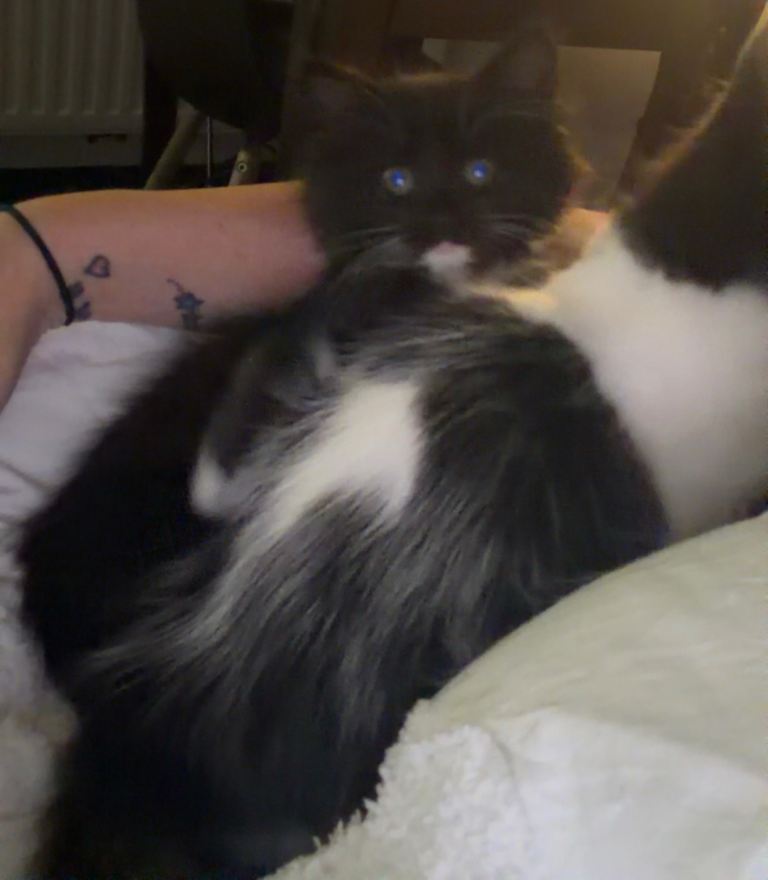 Kittens for sale 