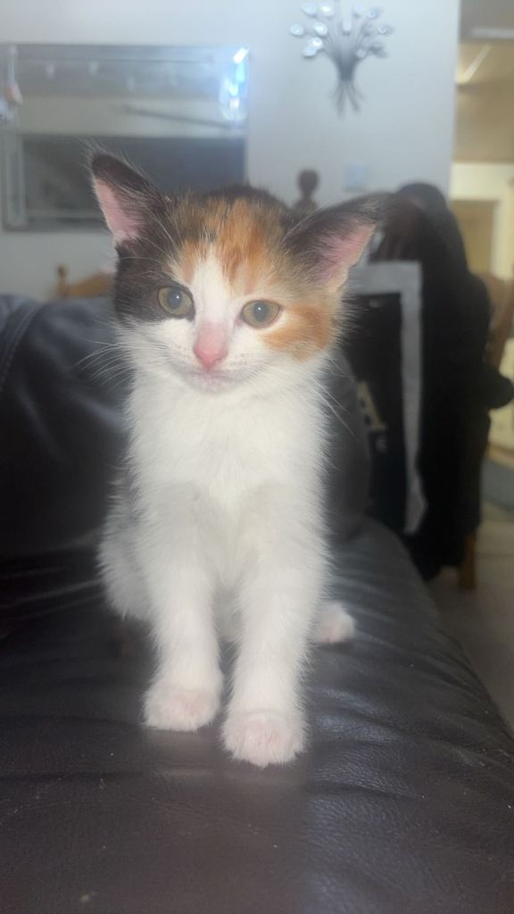 Kittens 