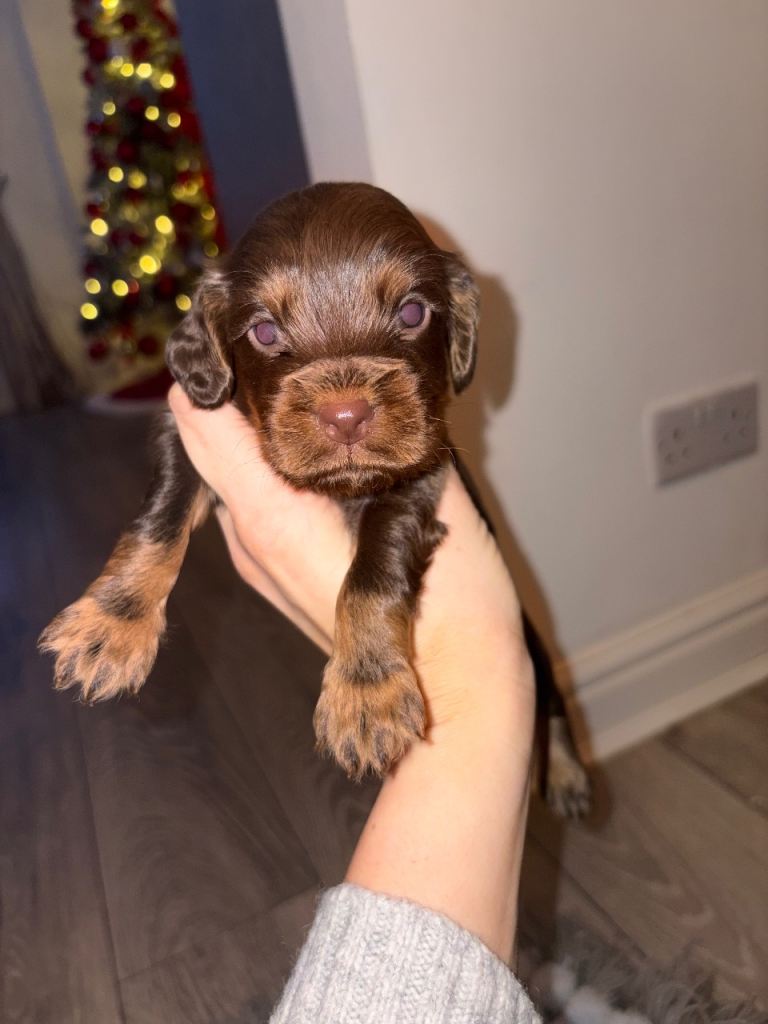 Cocker spaniel puppies 