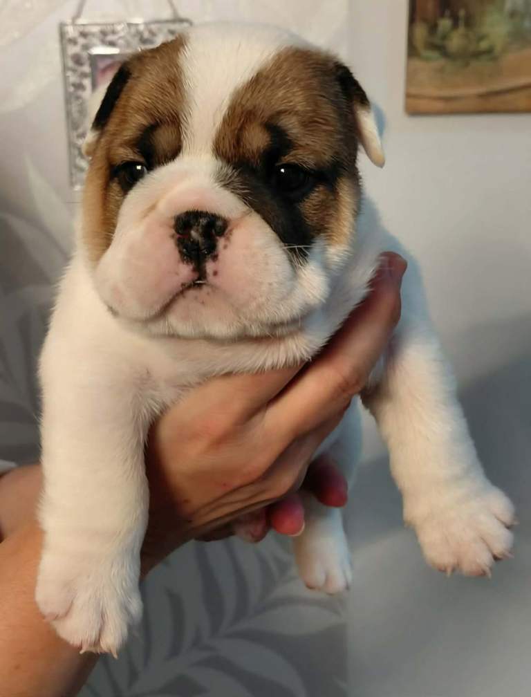 English Bulldog 