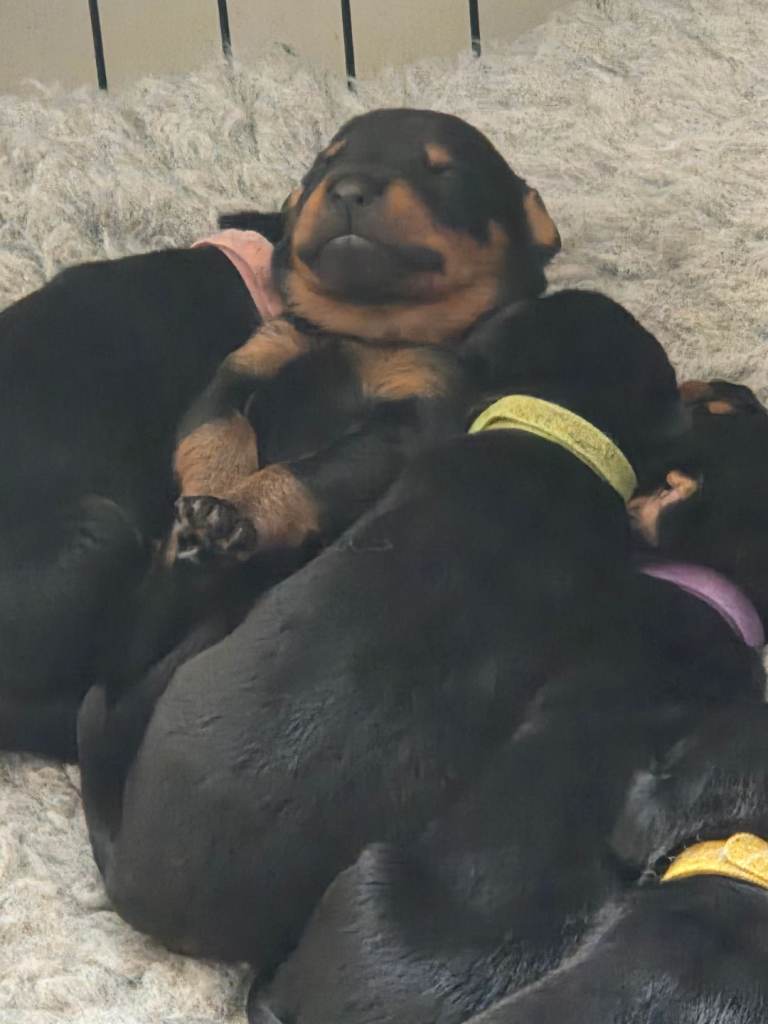 Doberman x Rottweiler = Rotterman Puppies 