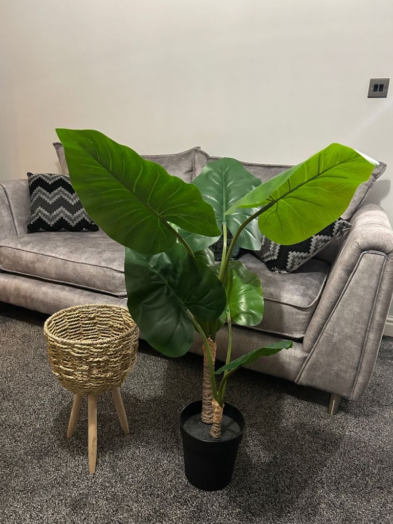Indoor Plant with basket stand