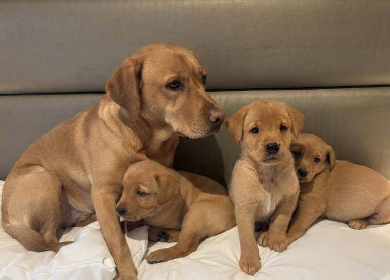 Labrador puppies 