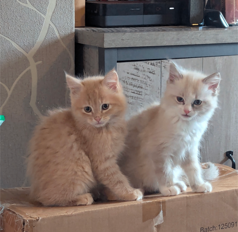 Maine coon x ragdoll kittens