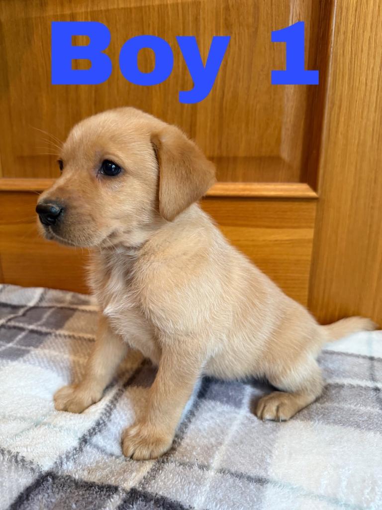 Beautiful Purebred Labrador Puppies