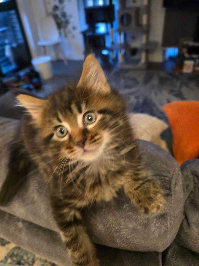 Gorgeous Maine coon x Siberian kittens