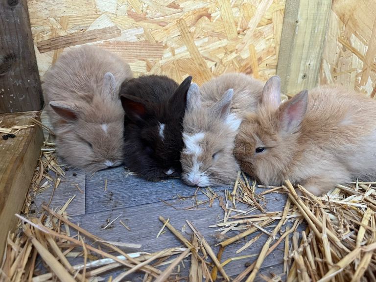 Beautiful Mini Lion Lop & Lionhead Bunnies
