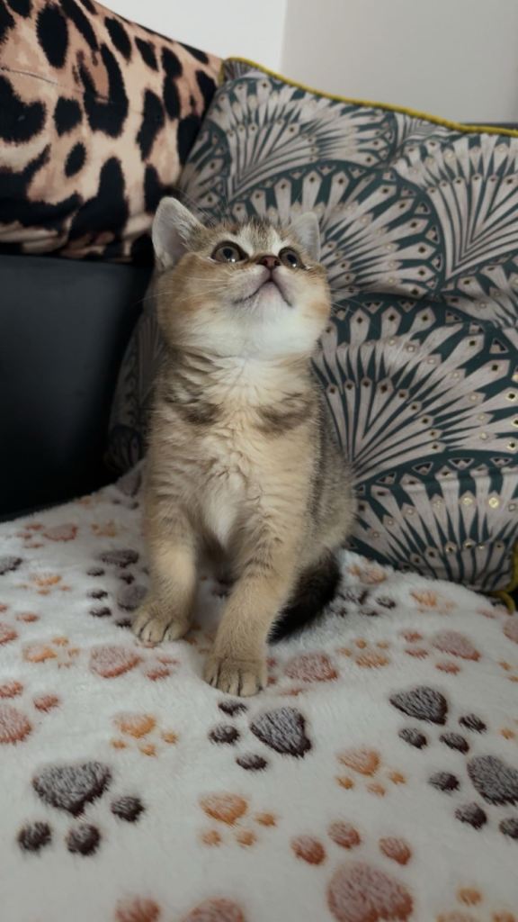 Pure breed British Shorthair kitten 