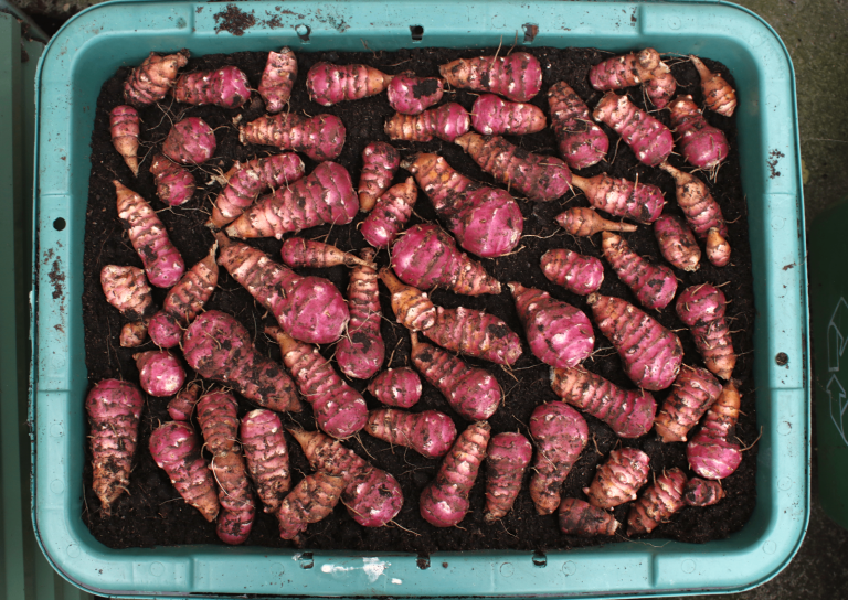 Jerusalem Artichoke Tubers 5x - Red Fuseau - Helianthus Tuberosus - Fresh