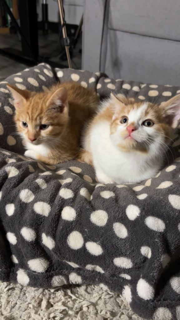 X2 Ginger kittens - Ready to leave!