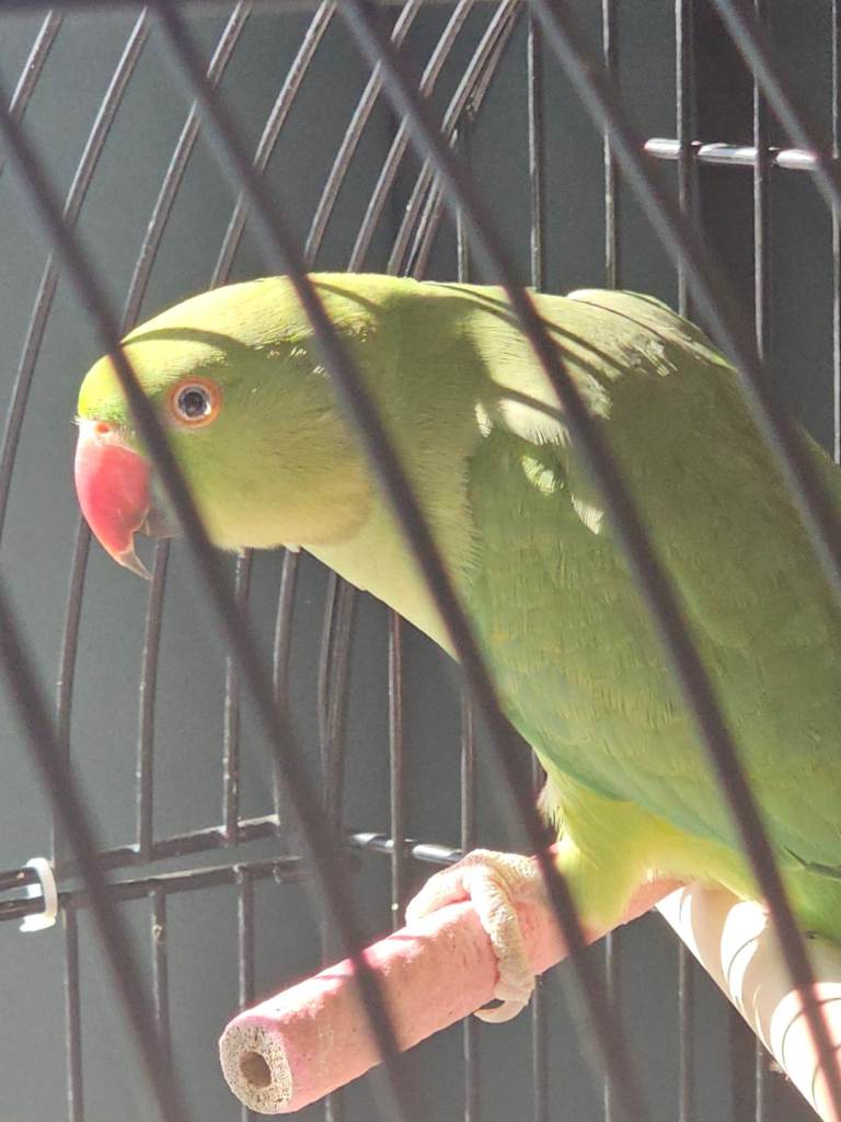 Indian Ringneck.