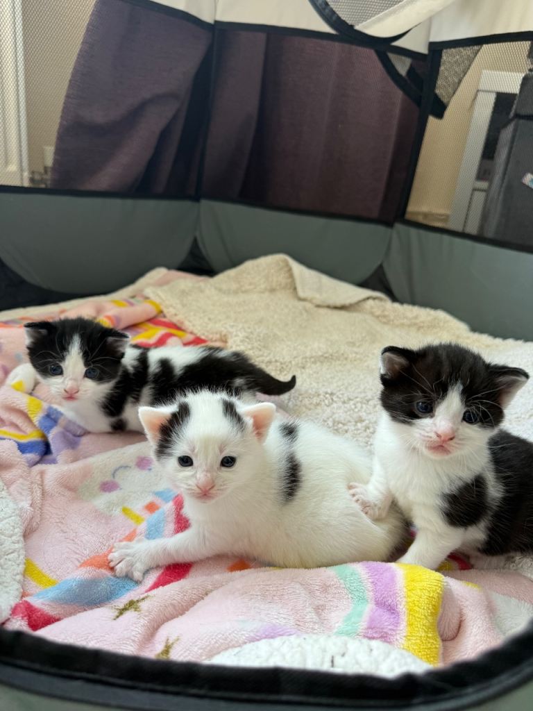 Kittens for sale