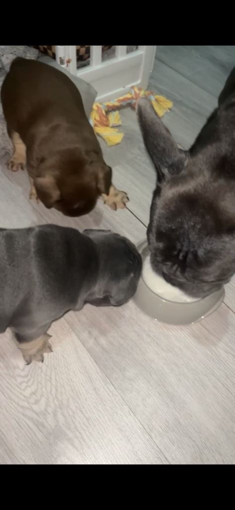 French bull dog puppy’s 