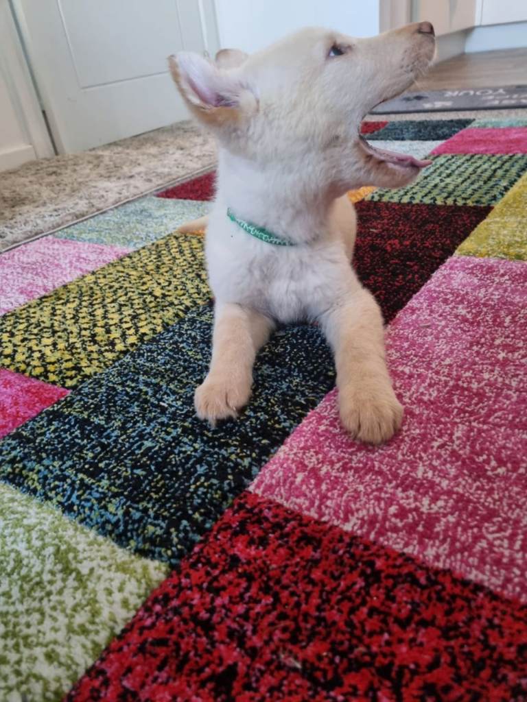 German shepherd pups 