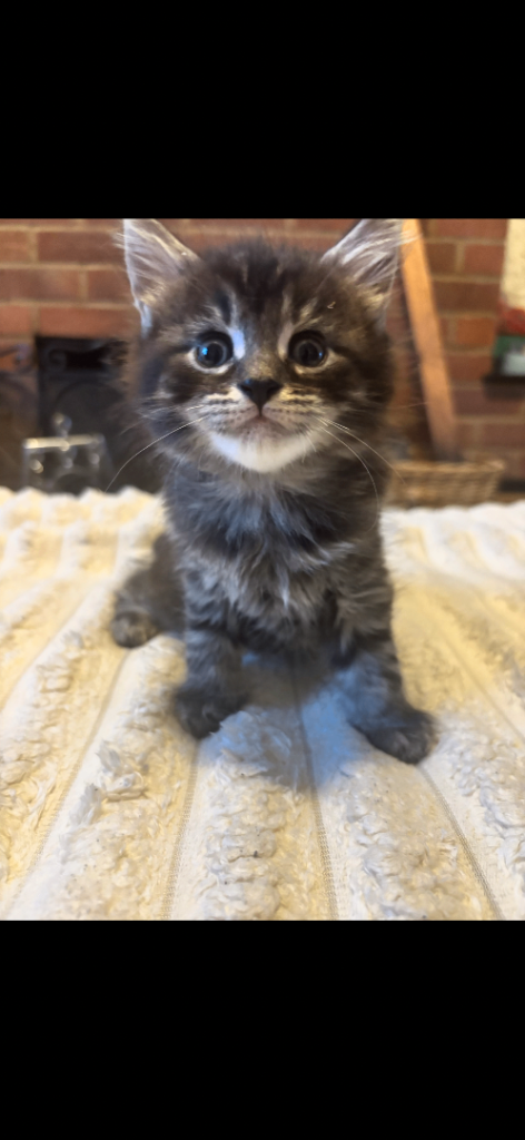 8 week old kittens 