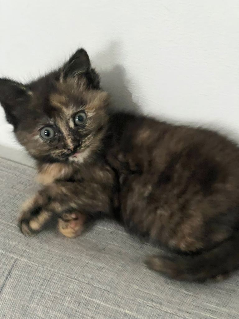 1 girl kittens for sale 