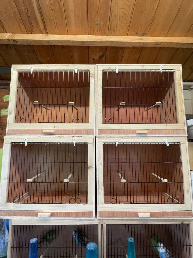 Zebra finches and budgies 