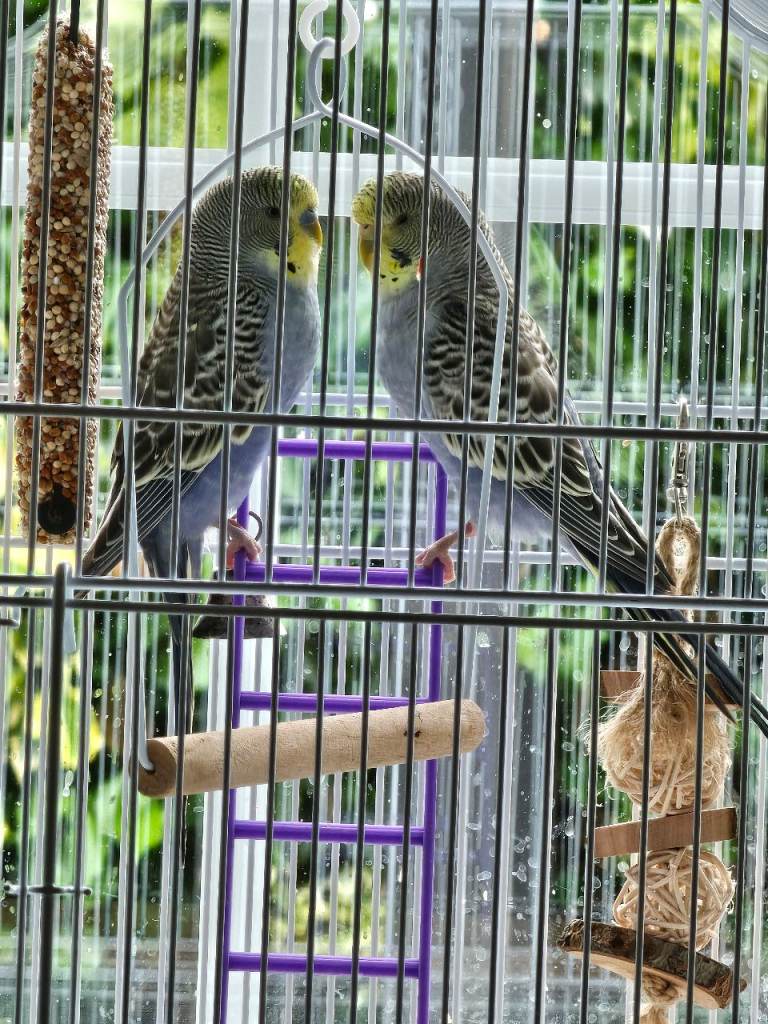 Budgies