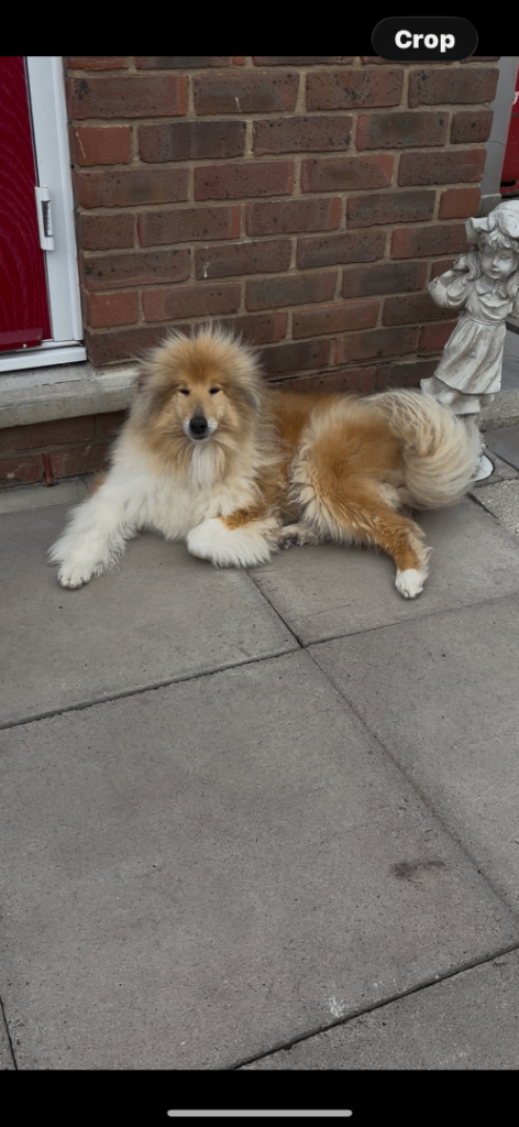 Rough collie for sale 