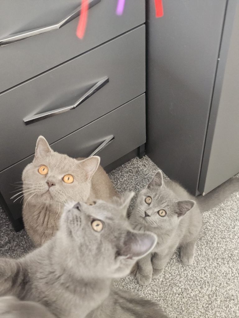 3 males 