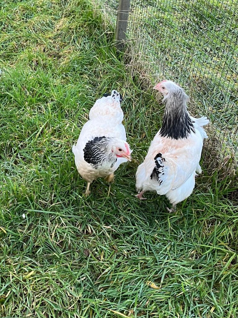 Light Sussex large fowl