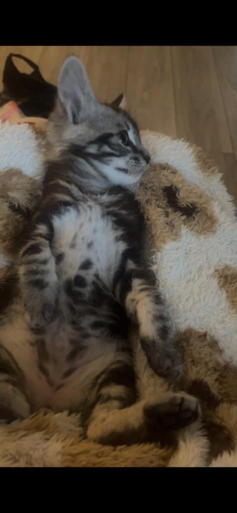 Kittens