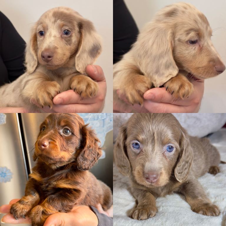 Long hair Dachshund dapple