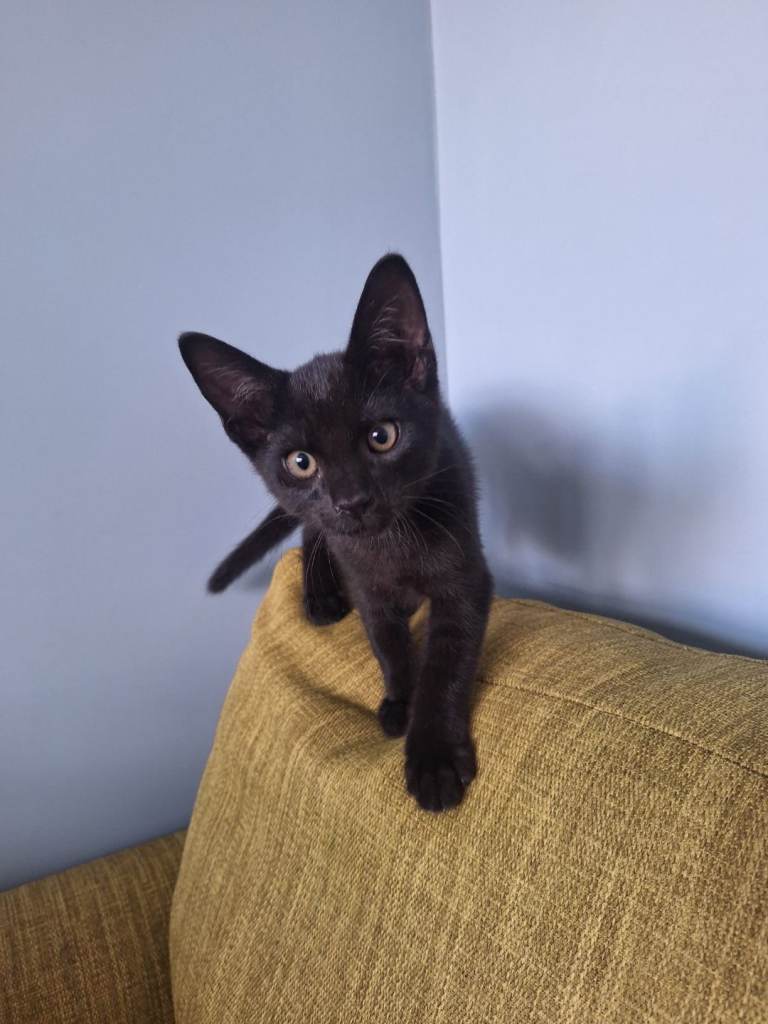 Kittens