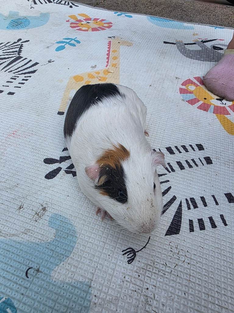 Guniea pigs for sale