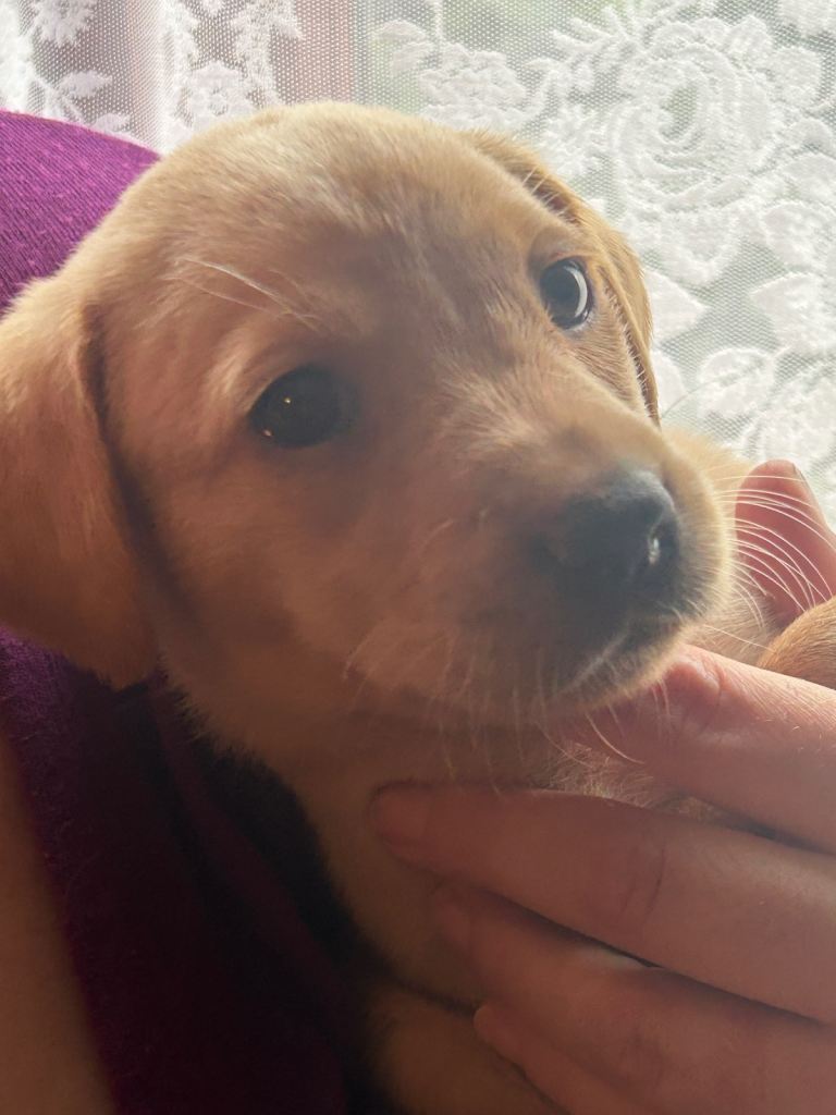 Beautiful Labrador Puppies