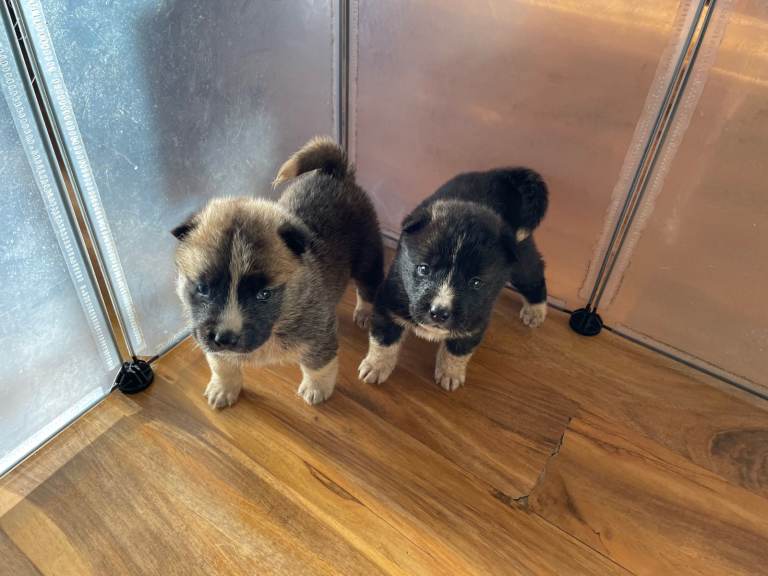 Stunning American Akita puppies 